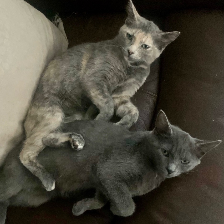 Passion (AKA Rubi), an adoptable Domestic Short Hair in Richmond, VA, 23233 | Photo Image 3