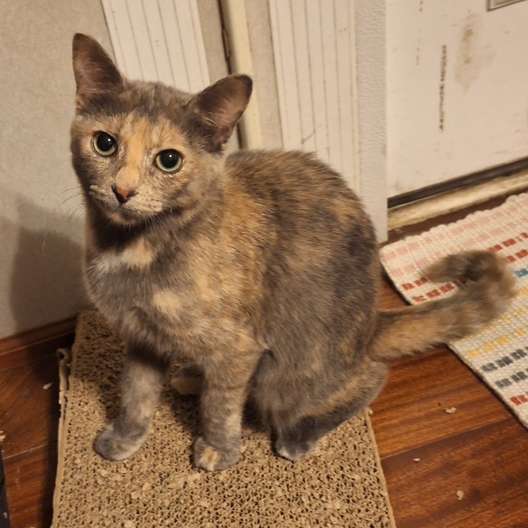 Passion (AKA Rubi), an adoptable Domestic Short Hair in Richmond, VA, 23233 | Photo Image 5