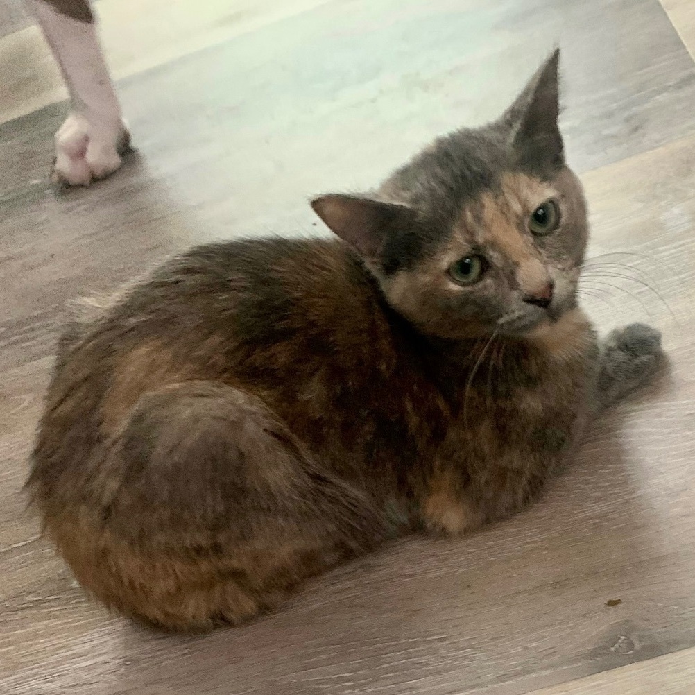 Passion (AKA Rubi), an adoptable Domestic Short Hair in Richmond, VA, 23233 | Photo Image 2