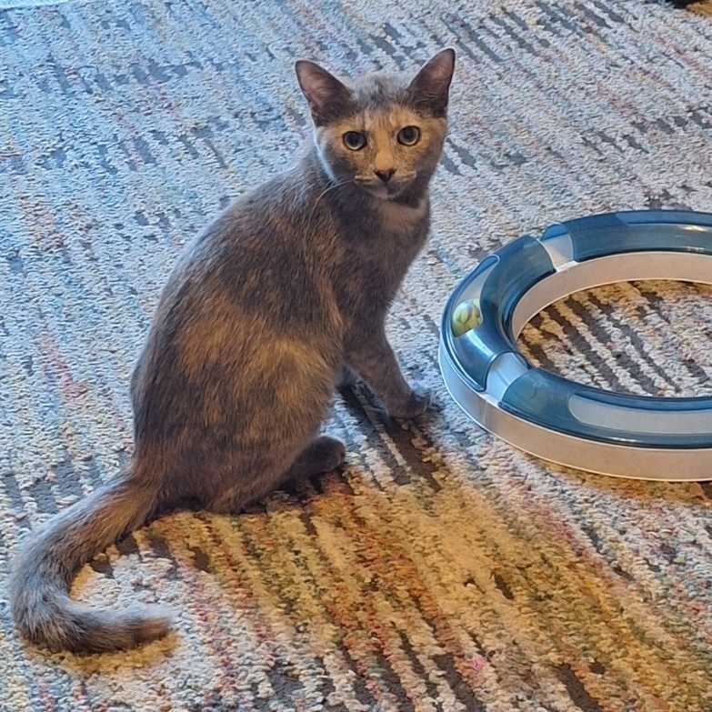 Passion (AKA Rubi), an adoptable Domestic Short Hair in Richmond, VA, 23233 | Photo Image 4