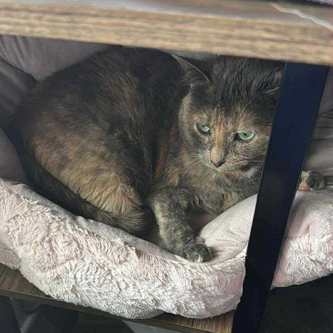Passion (AKA Rubi), an adoptable Domestic Short Hair in Richmond, VA, 23233 | Photo Image 6