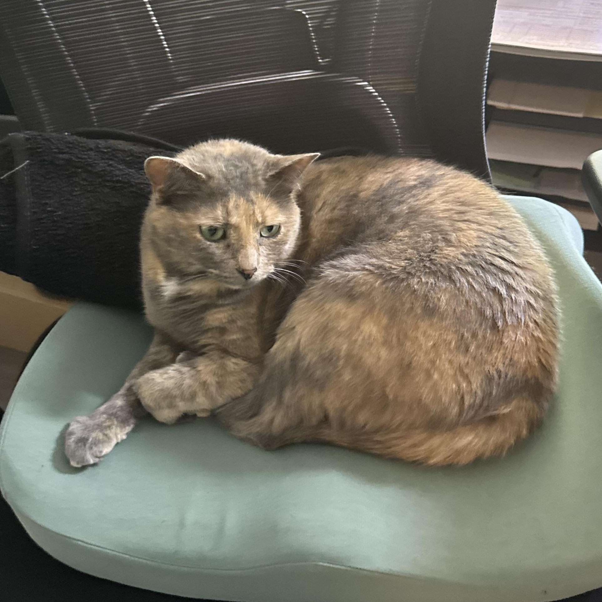 Passion (AKA Rubi), an adoptable Domestic Short Hair in Richmond, VA, 23233 | Photo Image 1