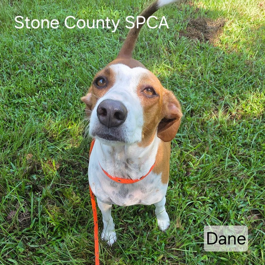 Dane, Adoptable, Adult Male Beagle & Mixed Breed.