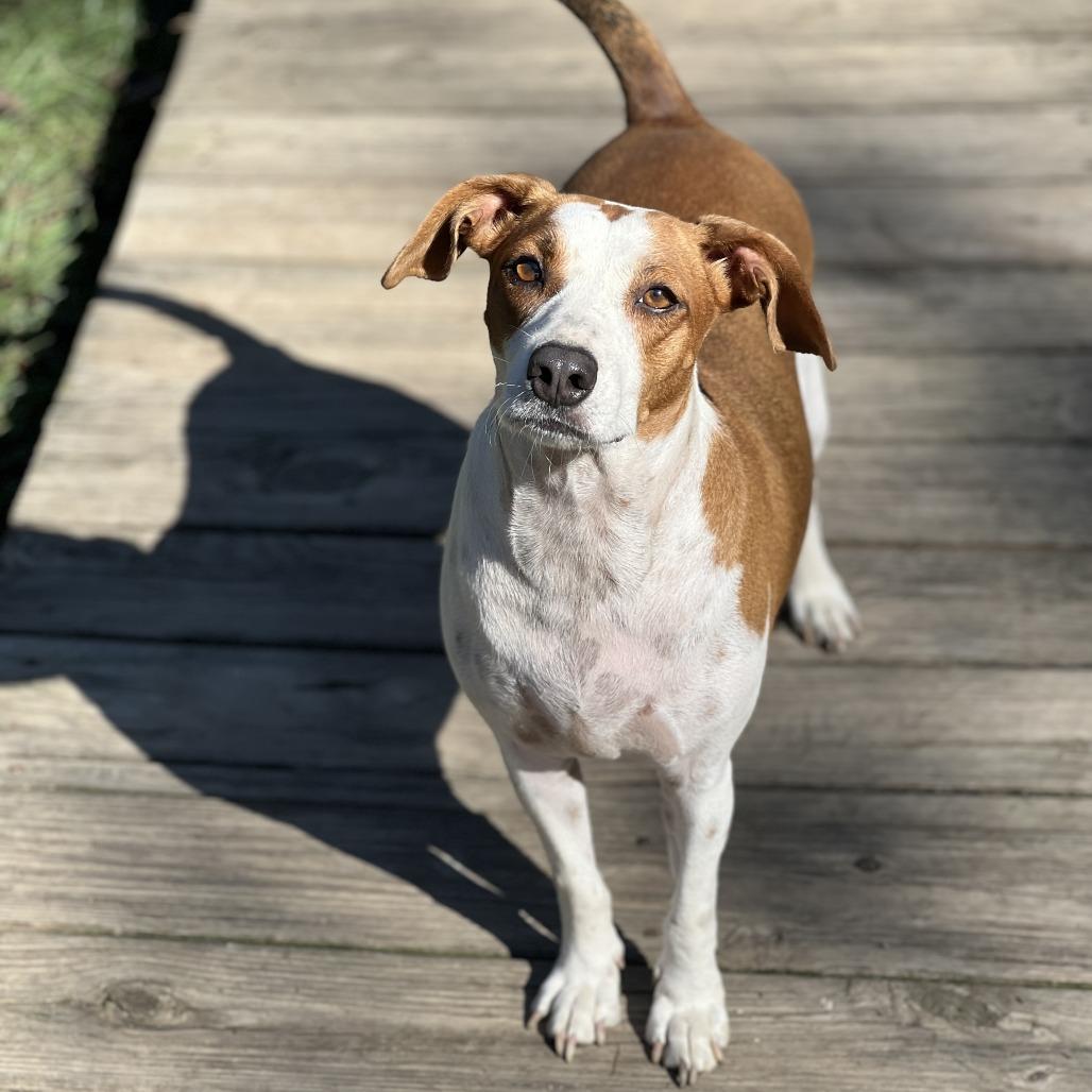Dane, a Adoptable mixed breed in Wiggins, MS image 1/4