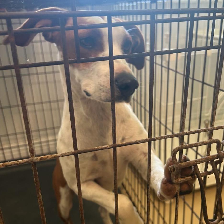 Dane, a Adoptable mixed breed in Wiggins, MS image 4/4