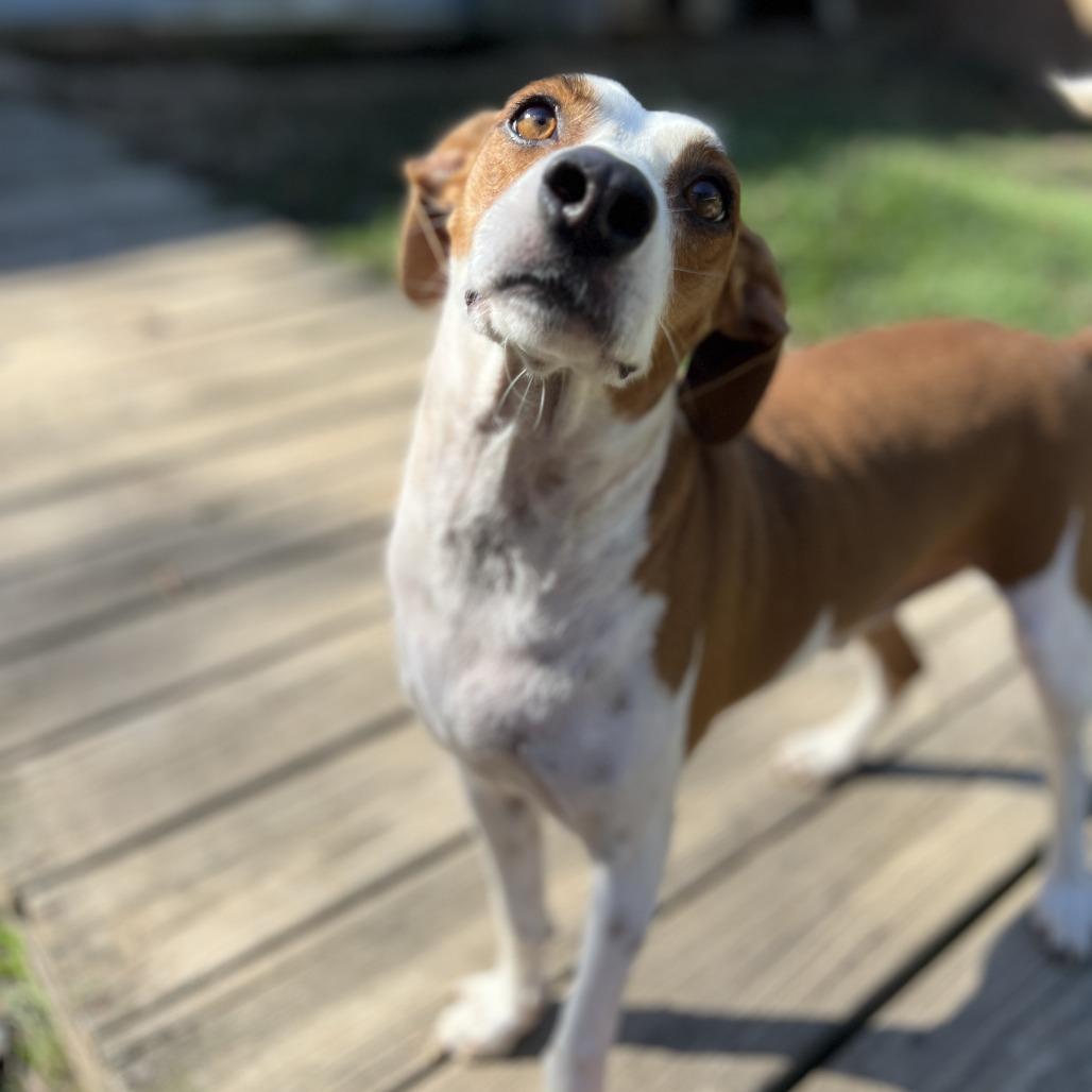 Dane, a Adoptable mixed breed in Wiggins, MS image 3/4