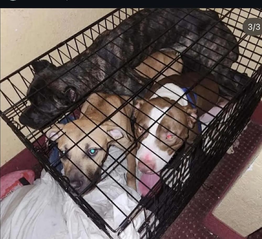 Enlarge Roger, a Adoptable mixed breed in St. Petersburg, FL image 1/5