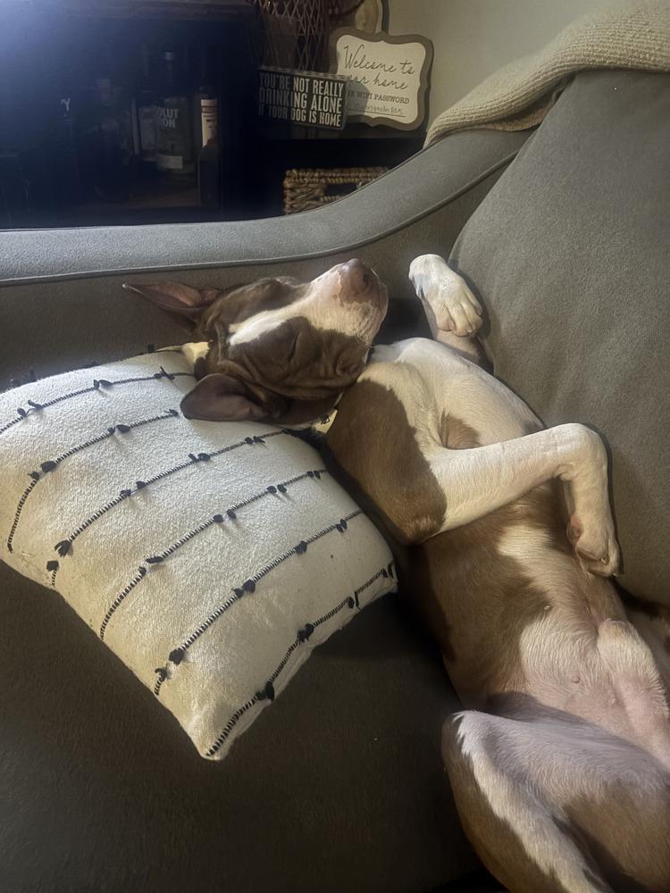 Enlarge Roger, a Adoptable mixed breed in St. Petersburg, FL image 2/5