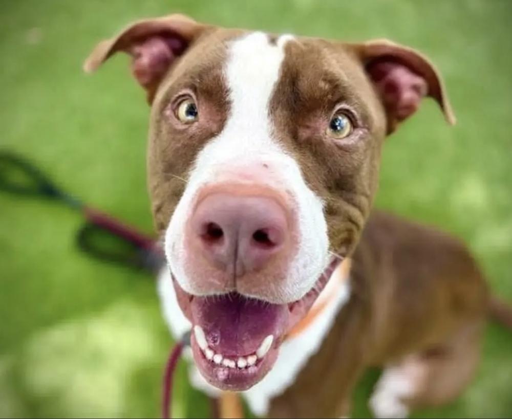 Enlarge Roger, a Adoptable mixed breed in St. Petersburg, FL image 3/5