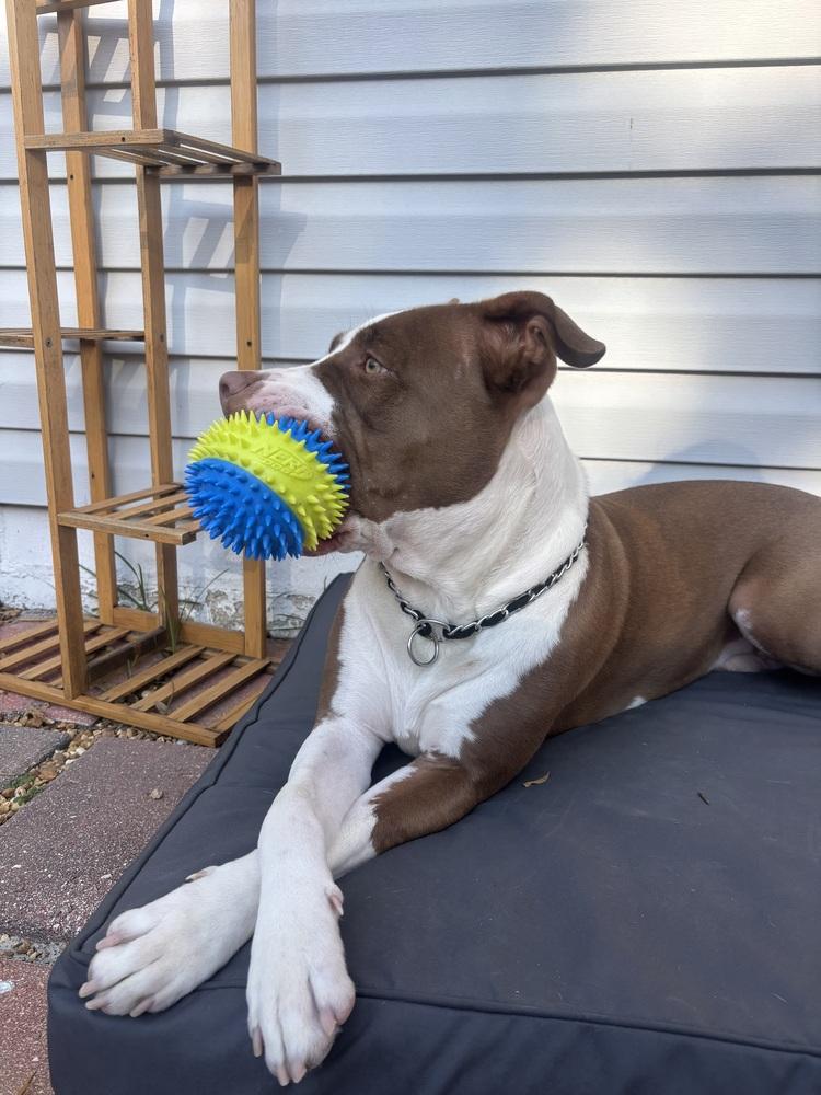 Enlarge Roger, a Adoptable mixed breed in St. Petersburg, FL image 3/6