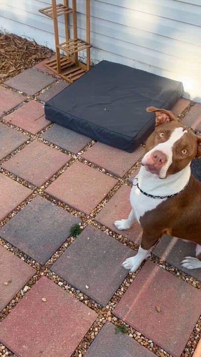 Enlarge Roger, a Adoptable mixed breed in St. Petersburg, FL video 6/6