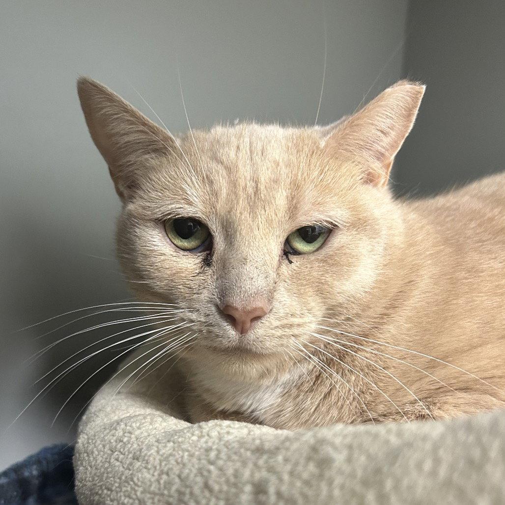 Enlarge Sugar, a Adoptable Domestic Short Hair in New Castle, DE image 1/1
