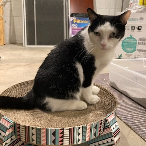 Bonnie, a Adoptable American Shorthair in Columbus, OH image 3/4