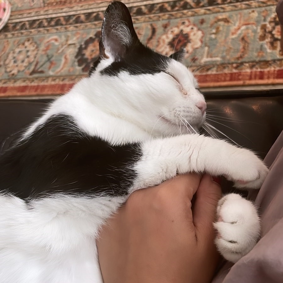 Bonnie, a Adoptable American Shorthair in Columbus, OH image 2/4