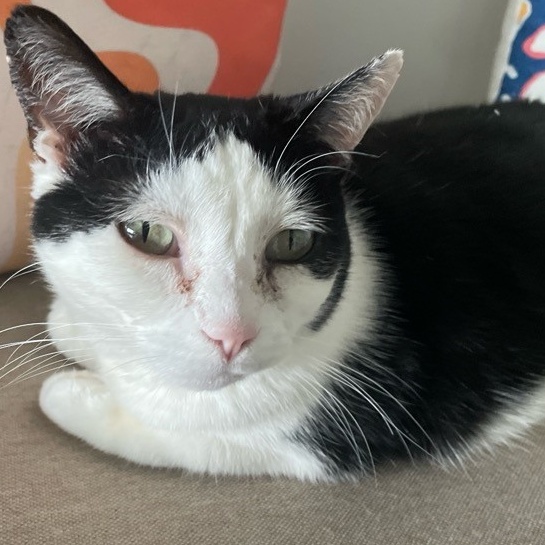 Bonnie, a Adoptable American Shorthair in Columbus, OH image 4/4