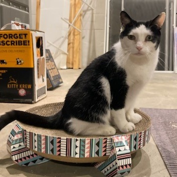 Bonnie, a Adoptable American Shorthair in Columbus, OH image 1/4