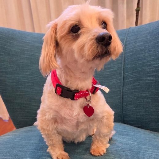 Enlarge Major, a ADOPTABLE mixed breed in Boca Raton, FL image 2/3