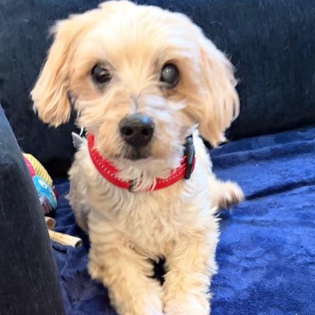 Enlarge Major, an adoptable mixed breed in Boca Raton, FL image 2/5