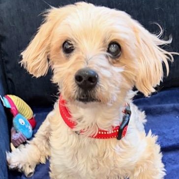 Enlarge Major, an adoptable mixed breed in Boca Raton, FL image 5/5