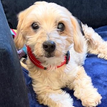 Enlarge Major, an adoptable mixed breed in Boca Raton, FL image 4/5