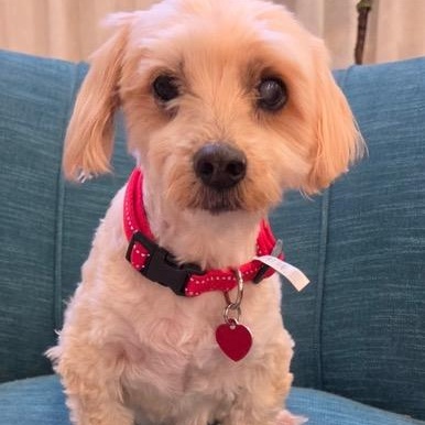 Enlarge Major, a ADOPTABLE mixed breed in Boca Raton, FL image 3/3