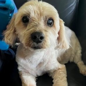 Enlarge Major, a ADOPTABLE mixed breed in Boca Raton, FL image 1/3