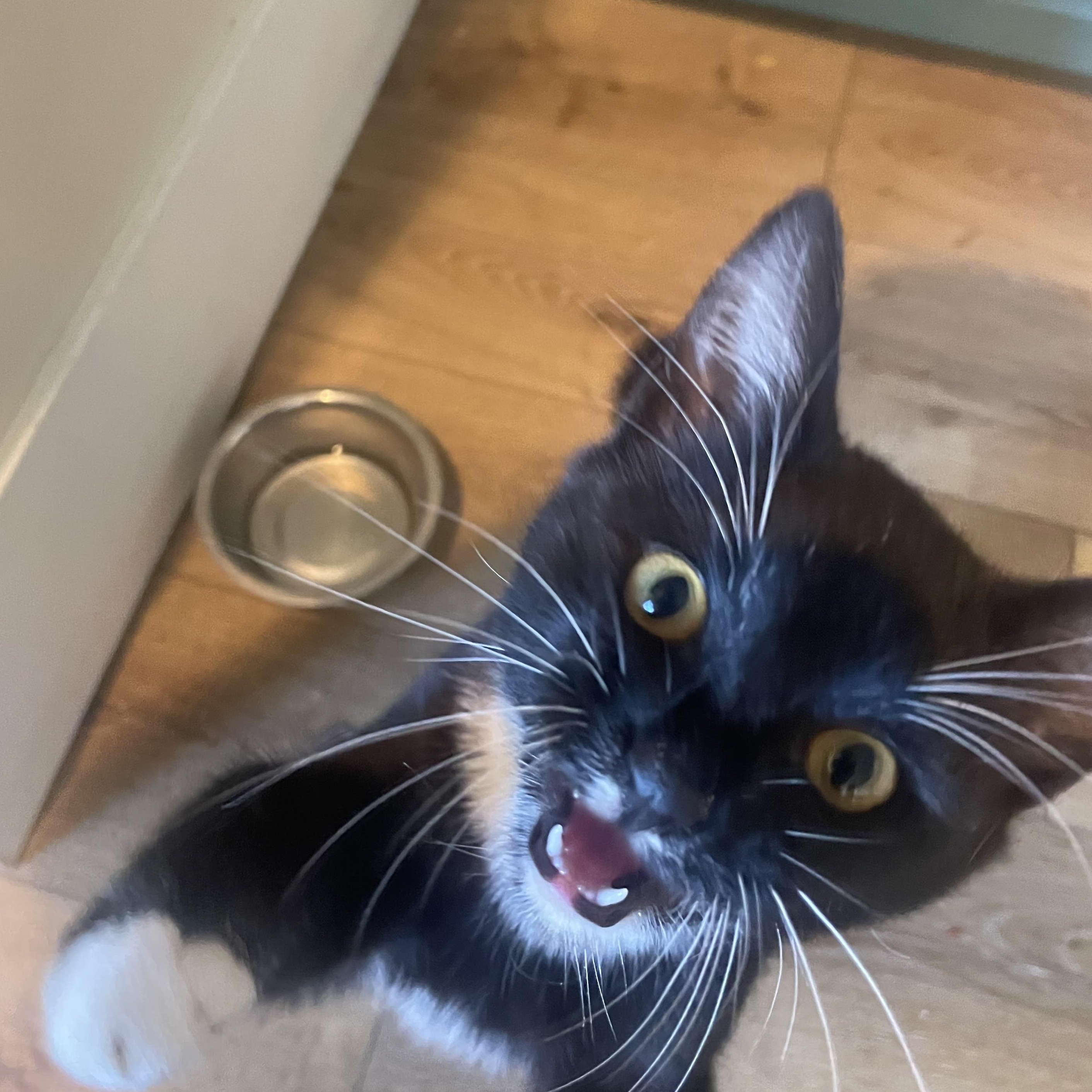 Maki, ADOPTABLE, Young Female Domestic Short Hair.