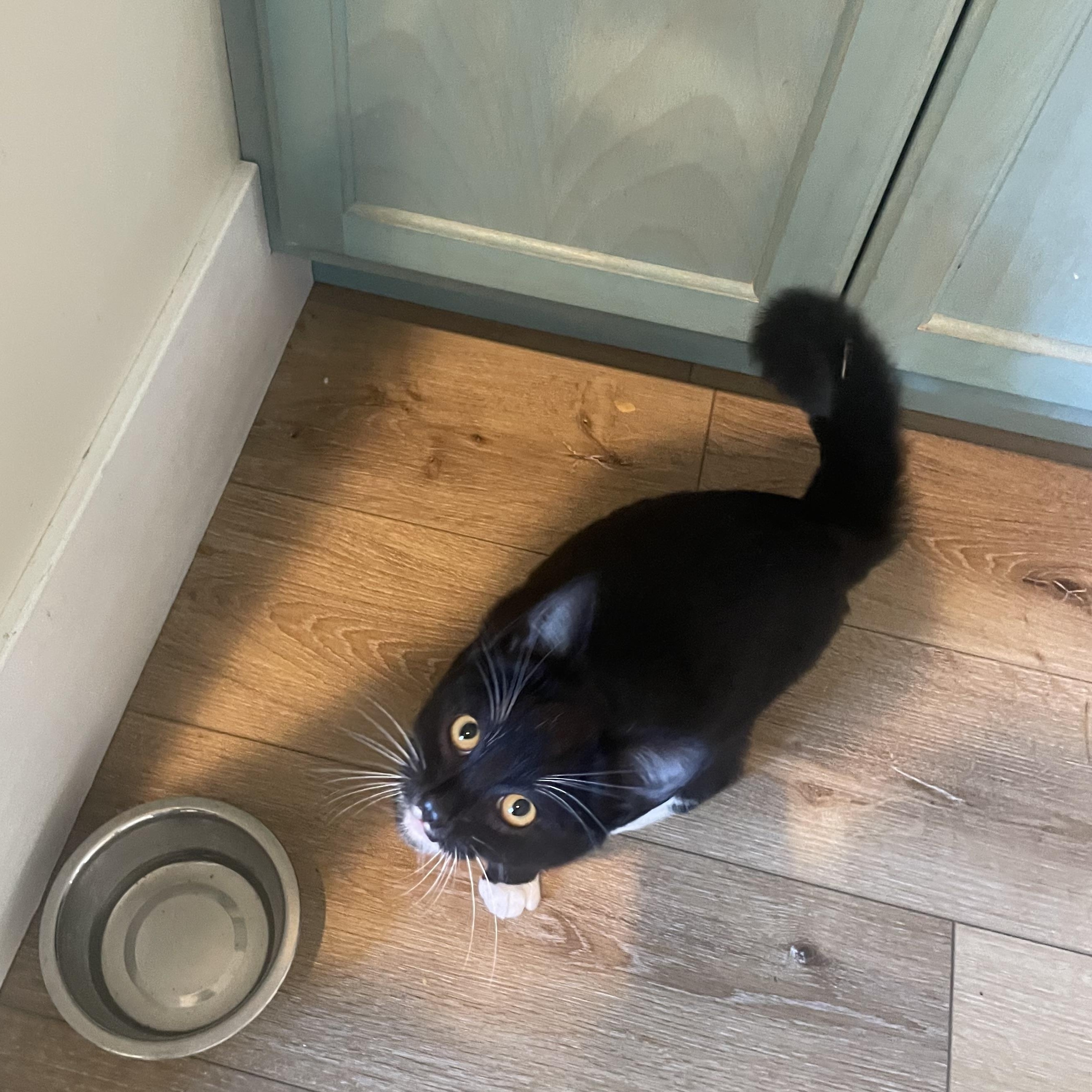 Enlarge Maki, a ADOPTABLE Domestic Short Hair in Brentwood, CA image 3/3