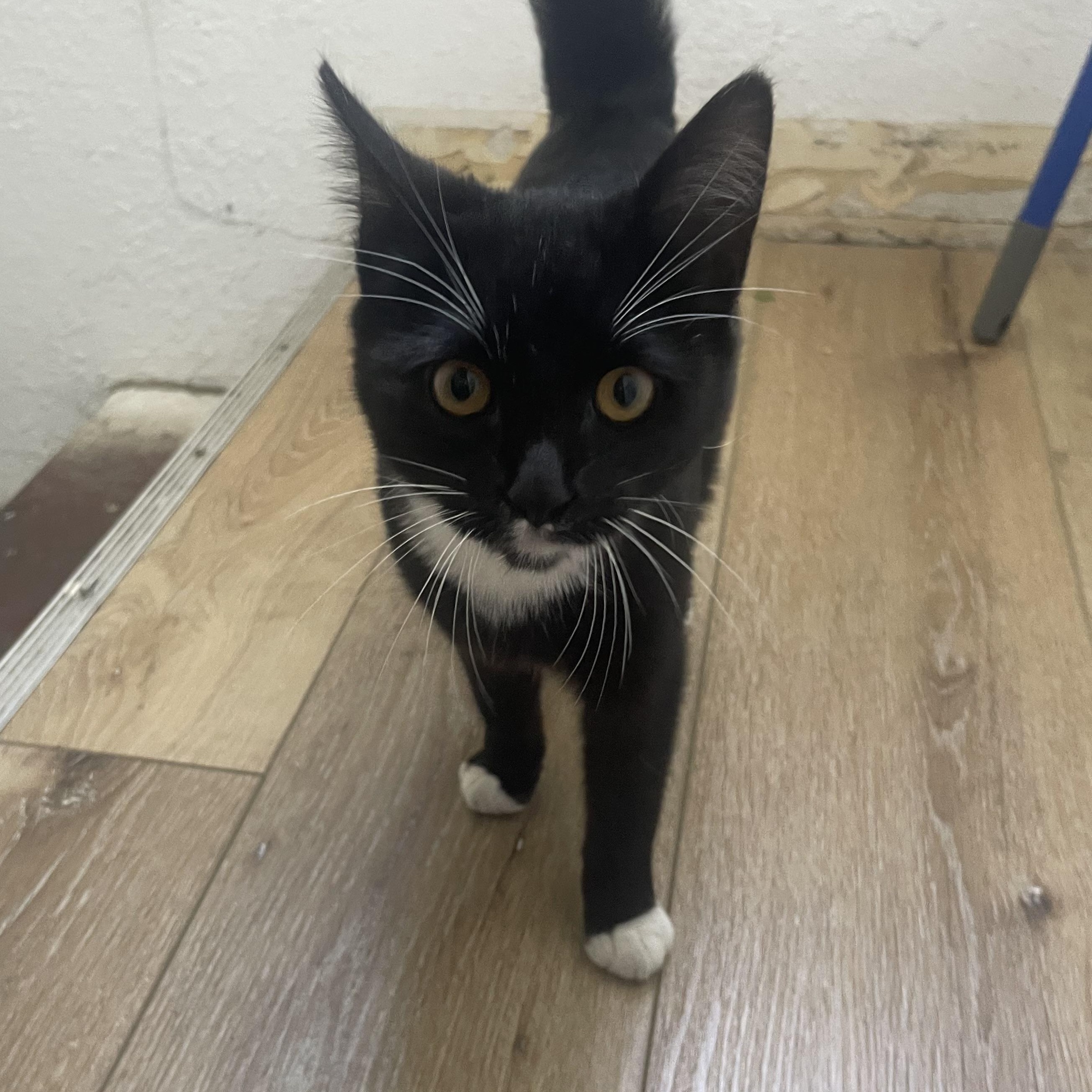 Enlarge Maki, a ADOPTABLE Domestic Short Hair in Brentwood, CA image 2/3