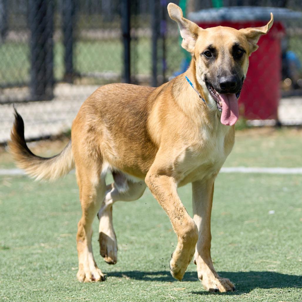 Hector, Adoptable, Young Male Mixed Breed.