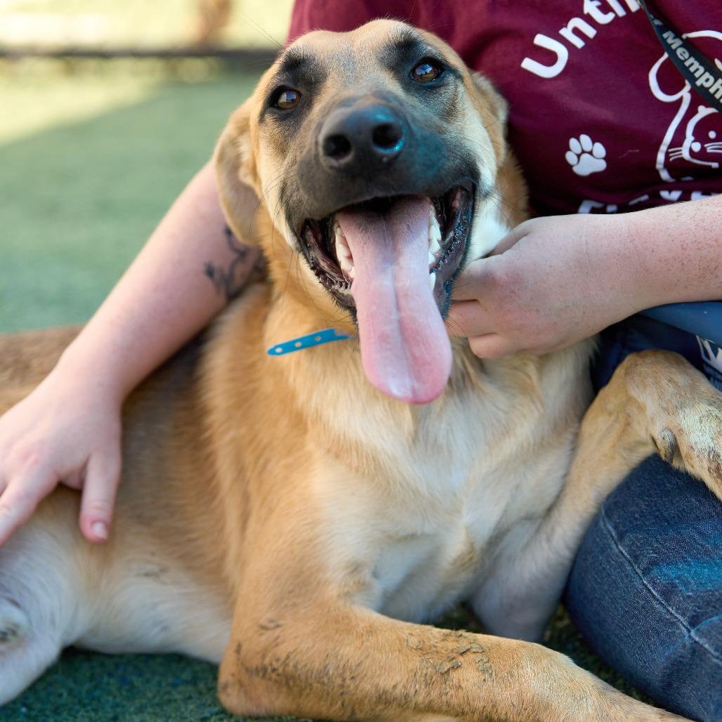 Enlarge Hector, a Adoptable Mixed Breed in Memphis, TN image 2/6