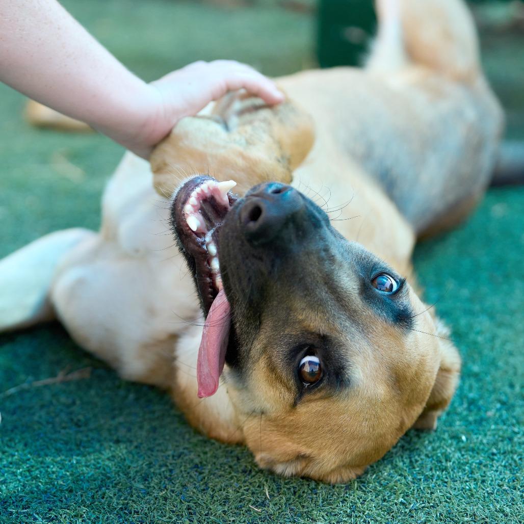 Enlarge Hector, a Adoptable Mixed Breed in Memphis, TN image 3/6