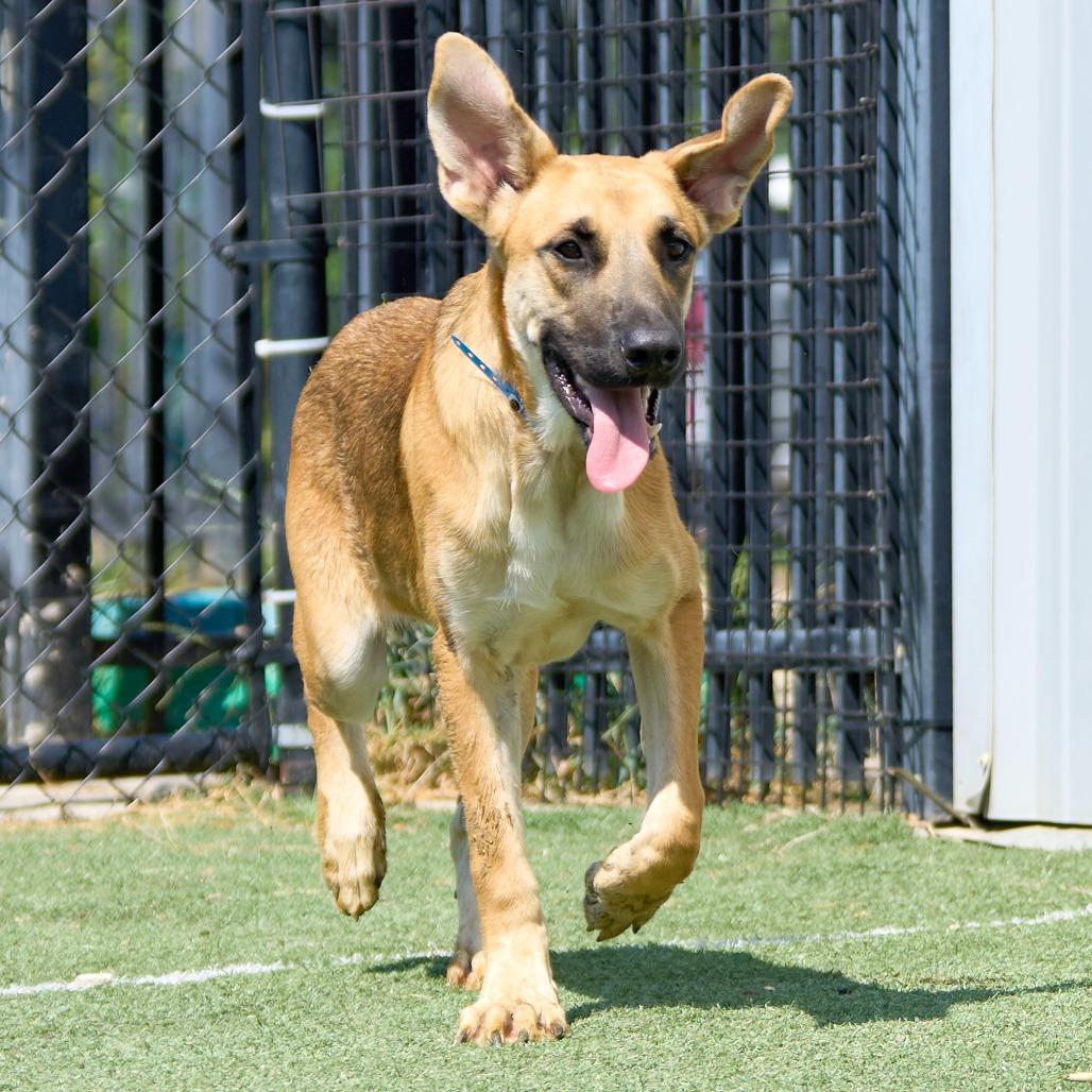 Enlarge Hector, a Adoptable Mixed Breed in Memphis, TN image 4/6