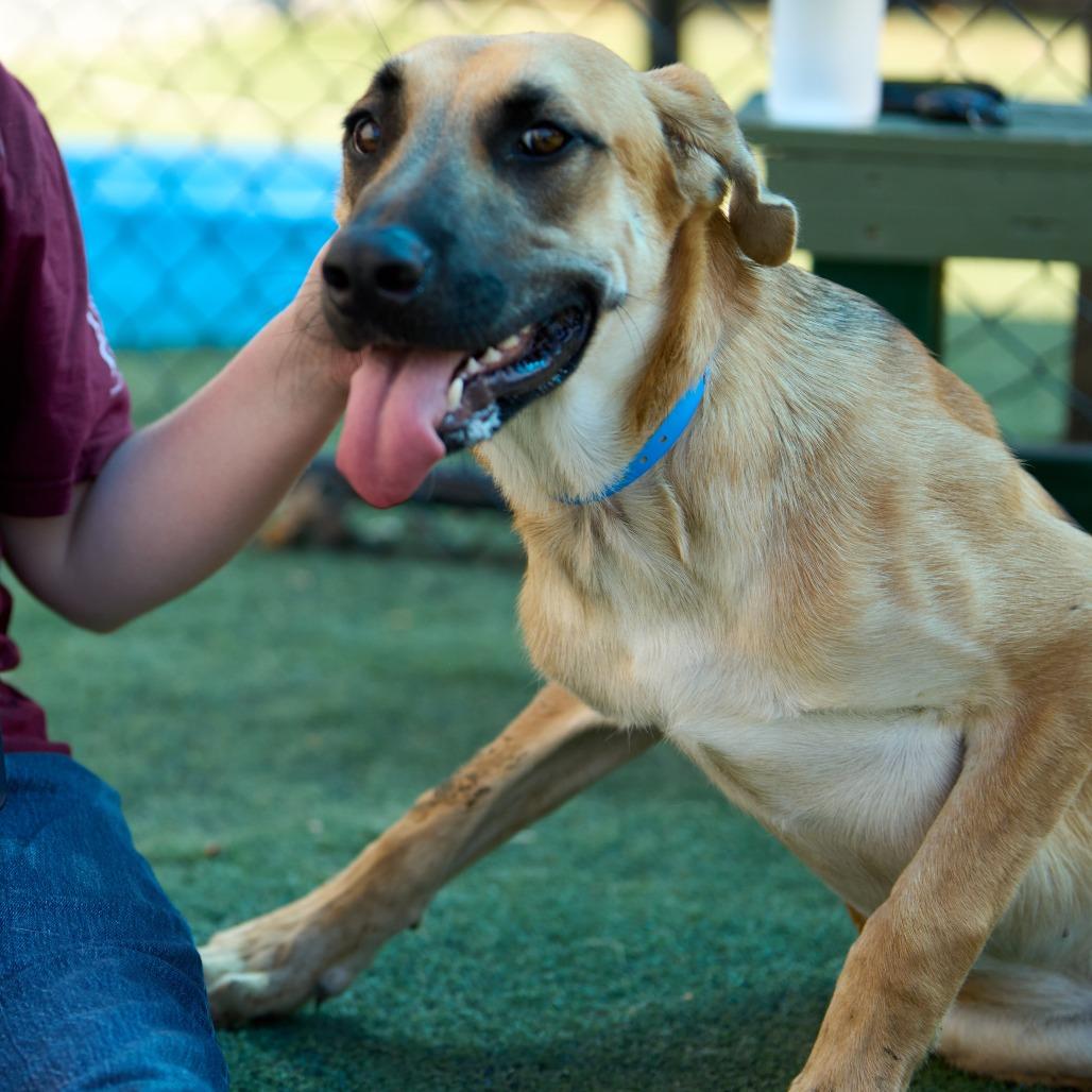 Enlarge Hector, a Adoptable Mixed Breed in Memphis, TN image 5/6