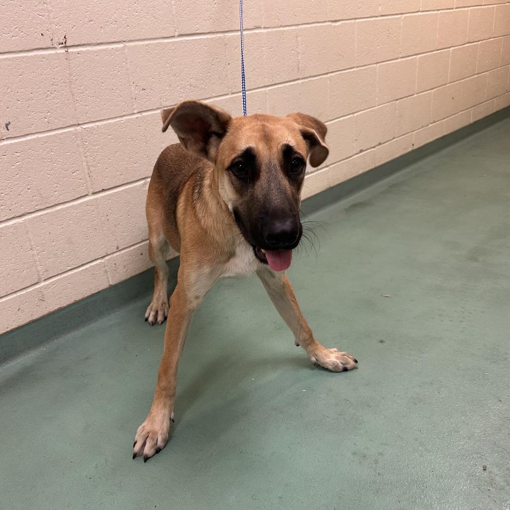 Enlarge Hector, a Adoptable Mixed Breed in Memphis, TN image 6/6
