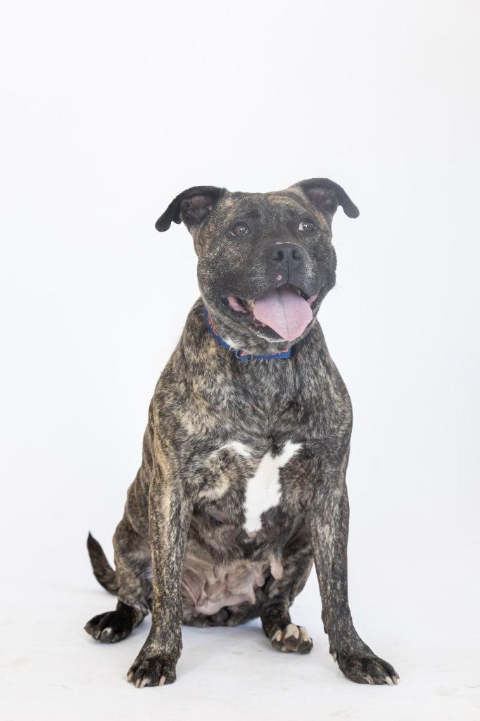 Oprah, Adoptable, Adult Female Mixed Breed.