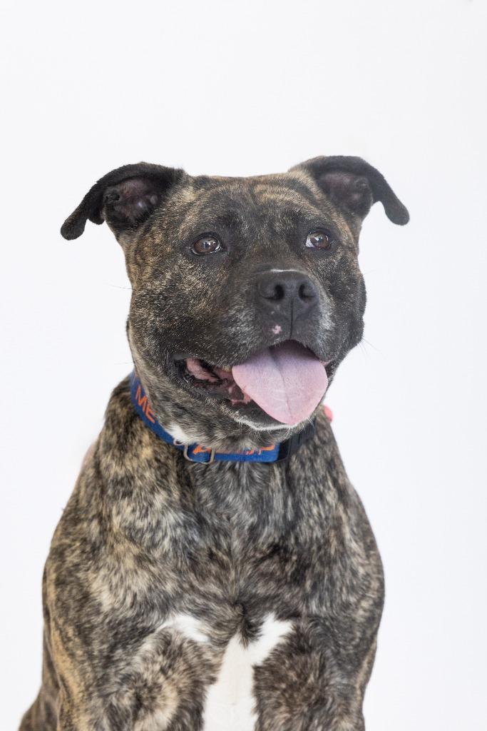 Enlarge Oprah, a Adoptable Mixed Breed in Dearborn, MI image 2/4