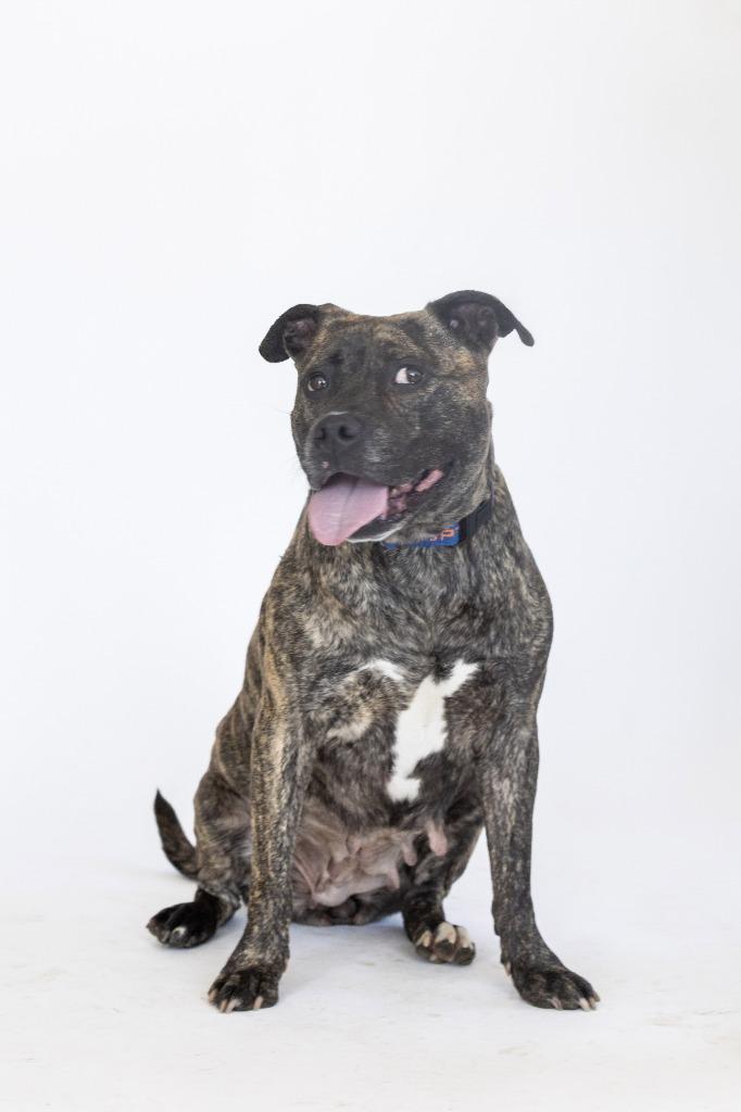 Enlarge Oprah, a Adoptable Mixed Breed in Dearborn, MI image 3/4