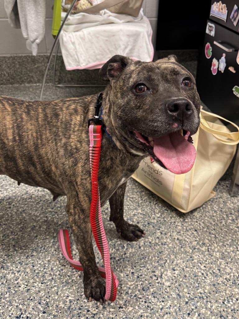 Enlarge Oprah, a Adoptable Mixed Breed in Dearborn, MI image 4/4