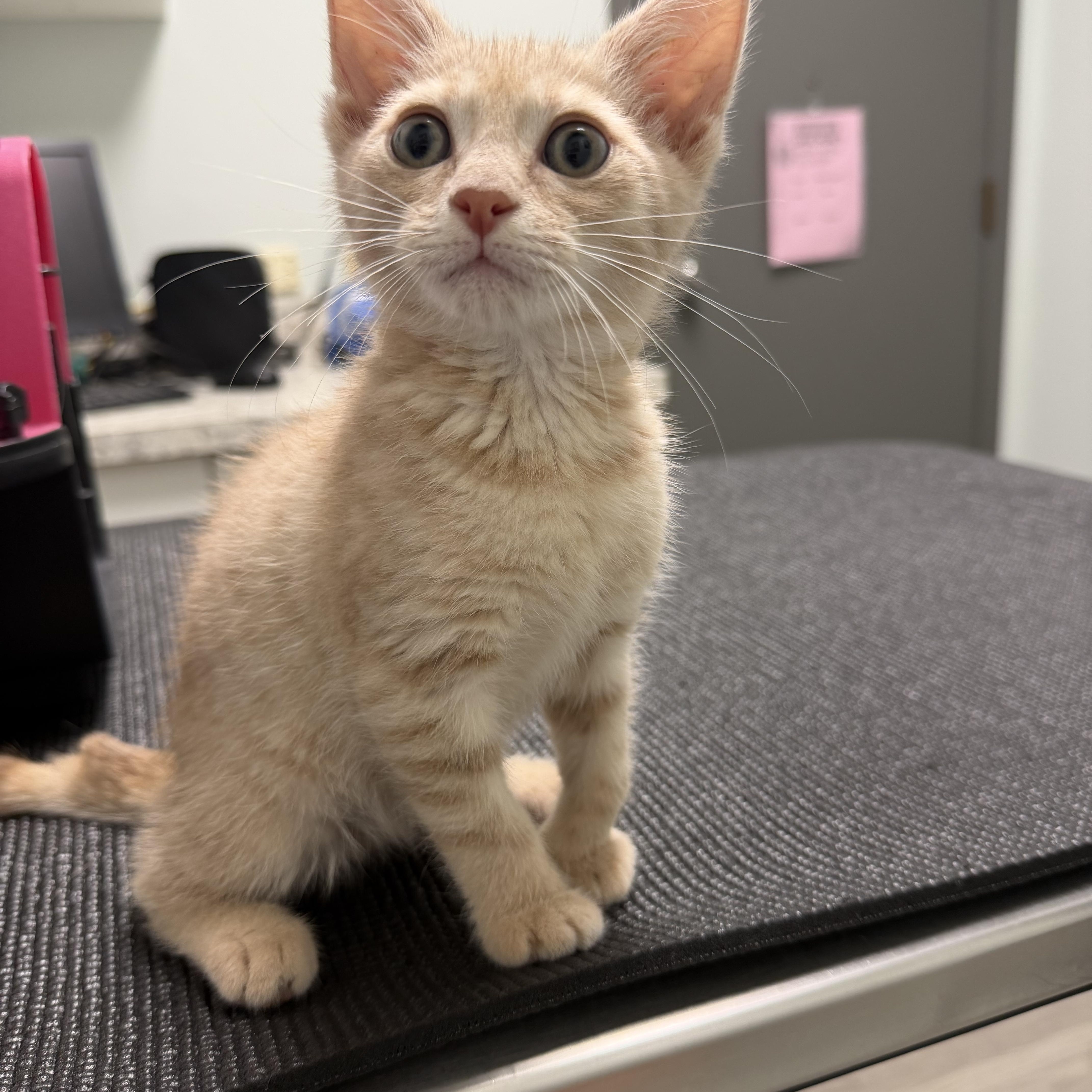 Peaches, Adoptable, Kitten Female Domestic Short Hair & Extra-Toes Cat / Hemingway Polydactyl.