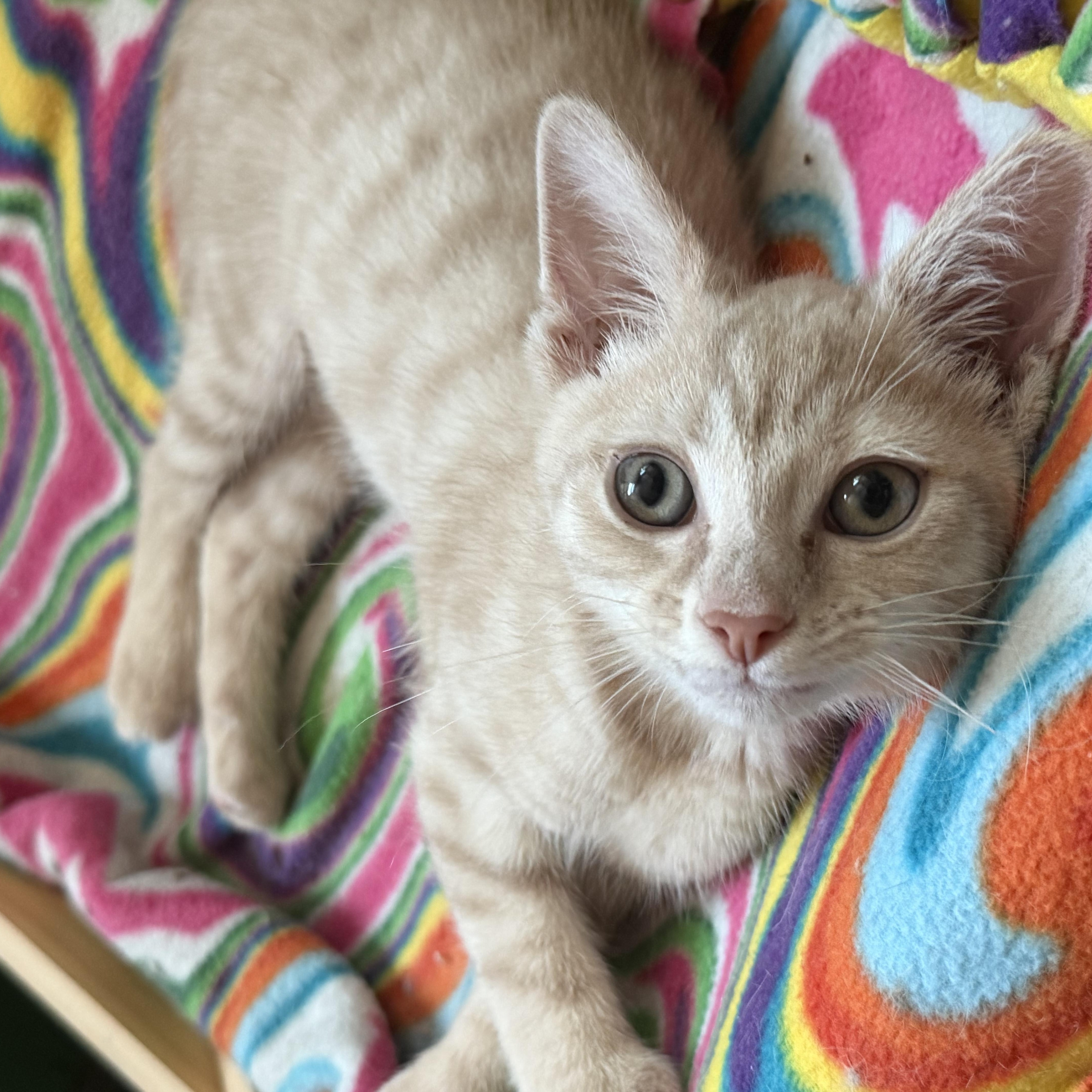 Peaches, a Adoptable mixed breed in Wheaton, IL image 3/6