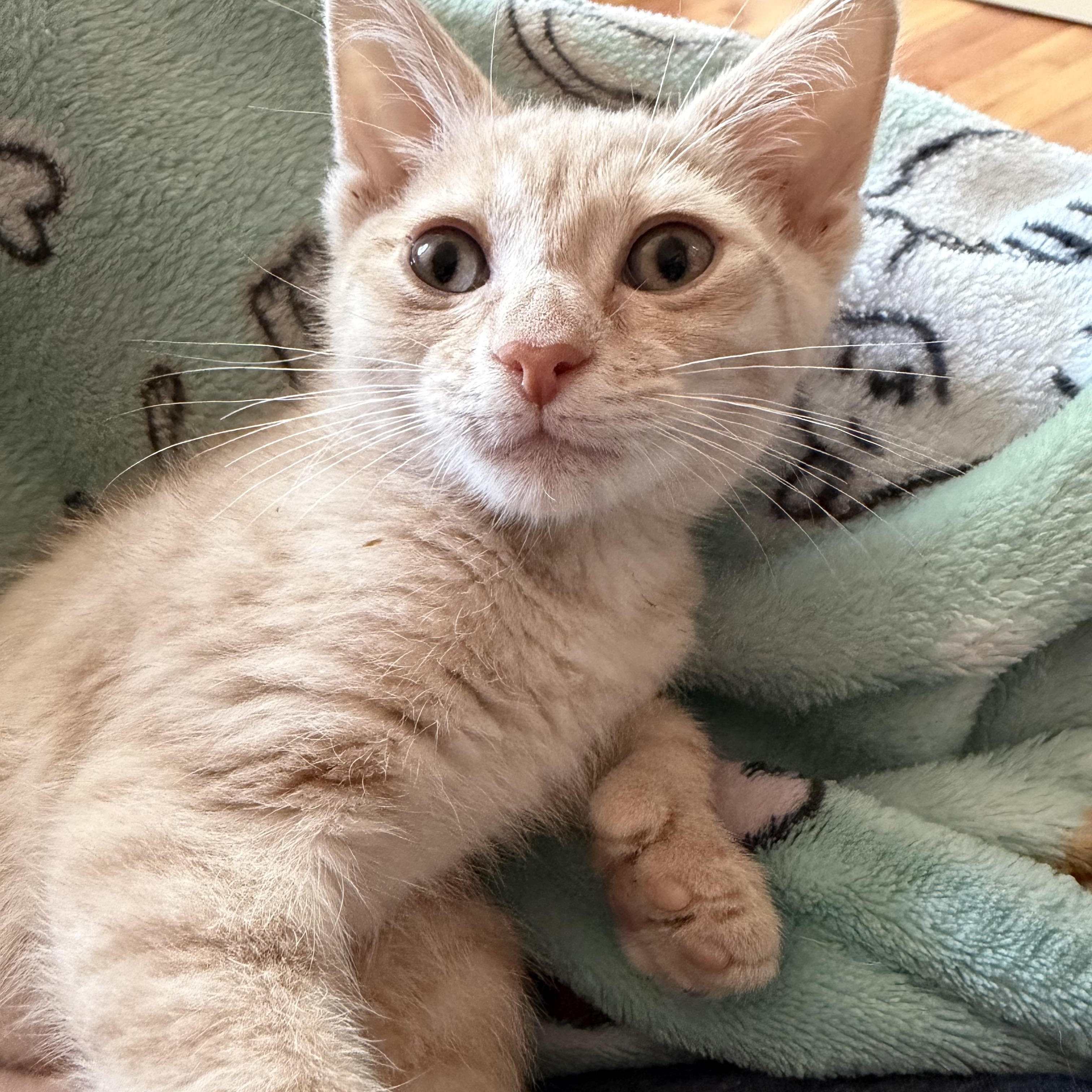 Peaches, a Adoptable mixed breed in Wheaton, IL image 5/6