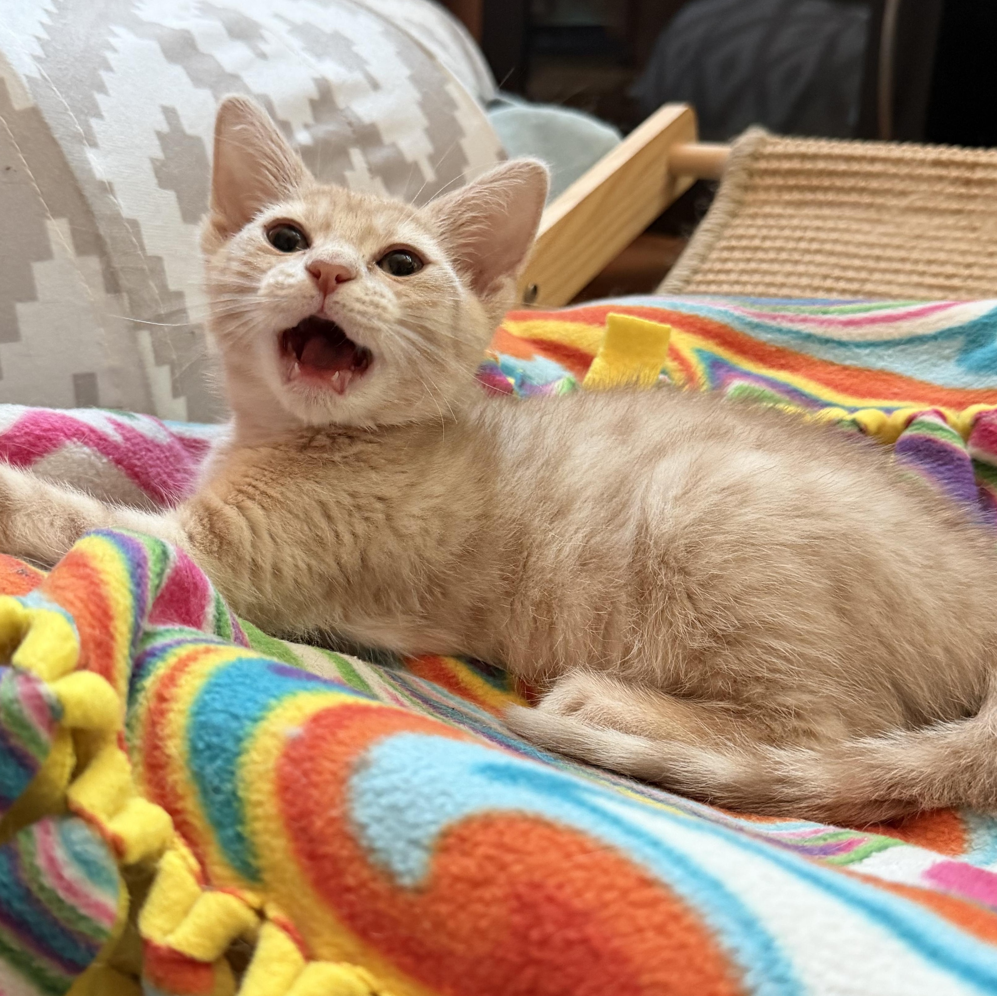 Peaches, a Adoptable mixed breed in Wheaton, IL image 6/6