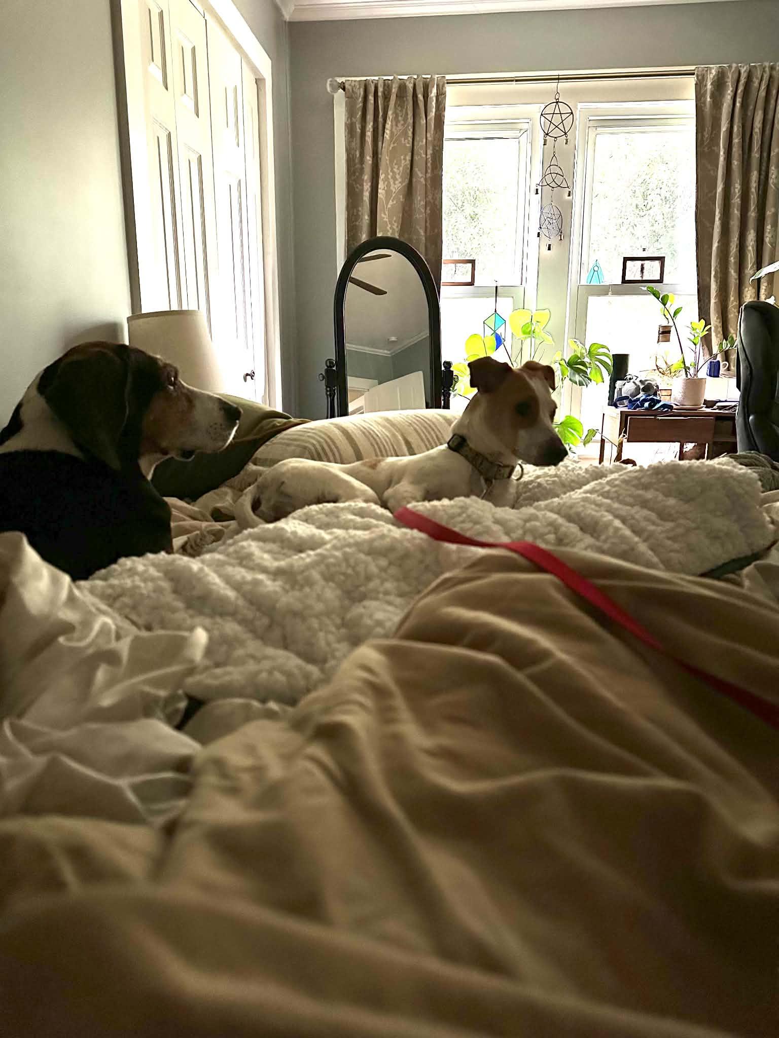 Zoom, a ADOPTABLE Jack Russell Terrier in Marshall, NC image 4/6
