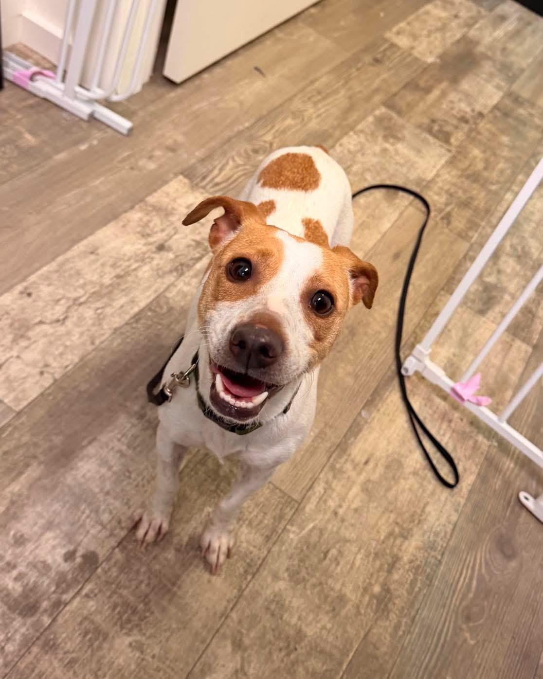 Zoom, a ADOPTABLE Jack Russell Terrier in Marshall, NC image 1/4