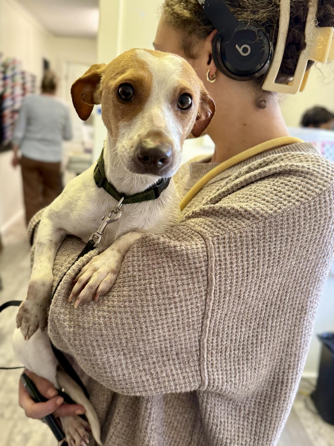 Zoom, a ADOPTABLE Jack Russell Terrier in Marshall, NC image 2/4