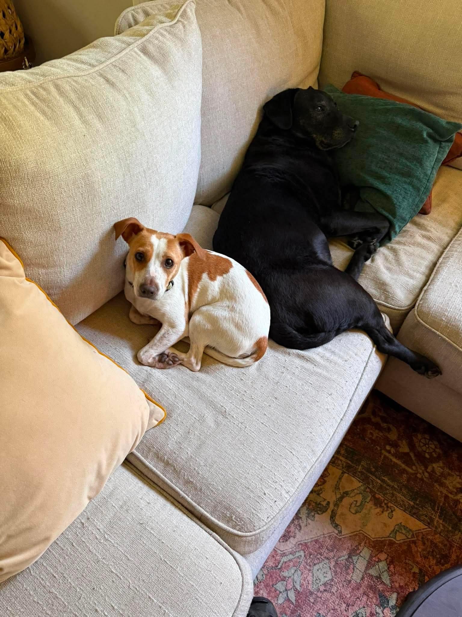 Zoom, ADOPTABLE, Adult Female Jack Russell Terrier.