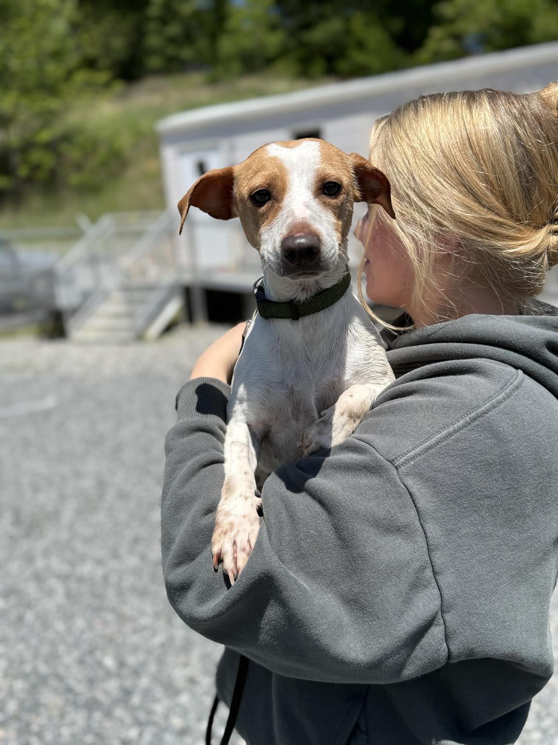 Zoom, a ADOPTABLE Jack Russell Terrier in Marshall, NC image 3/4