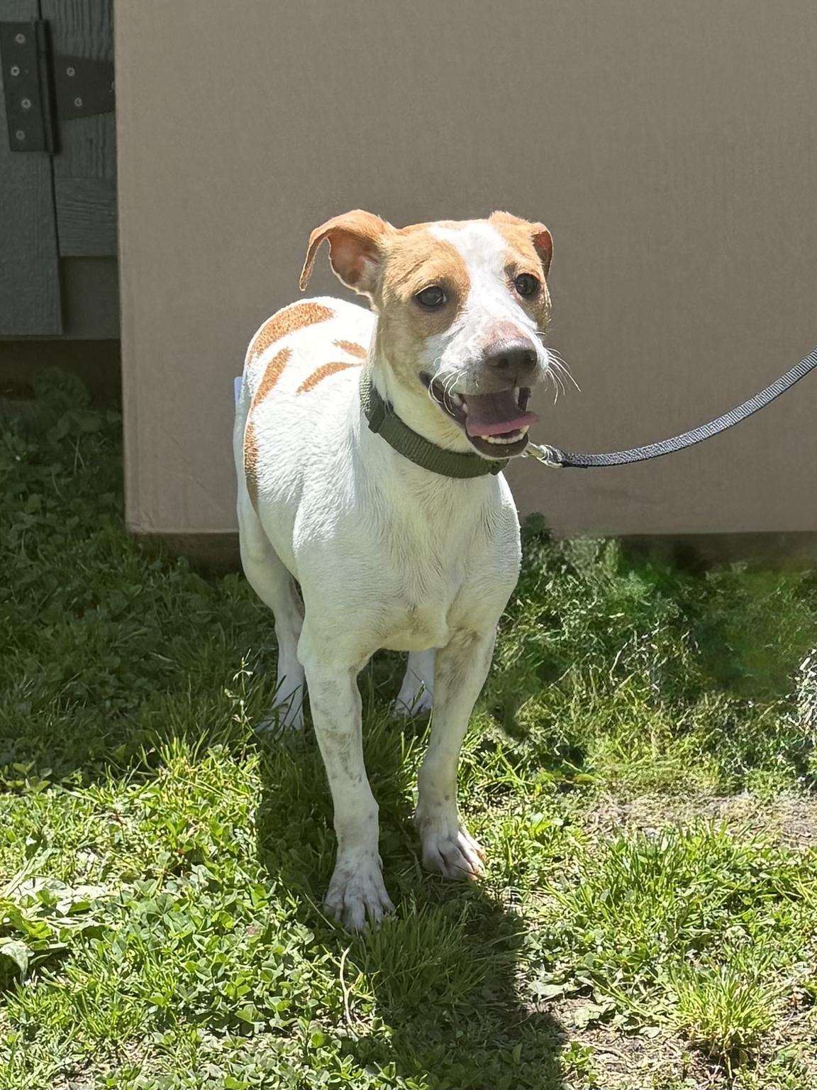 Zoom, a ADOPTABLE Jack Russell Terrier in Marshall, NC image 4/4