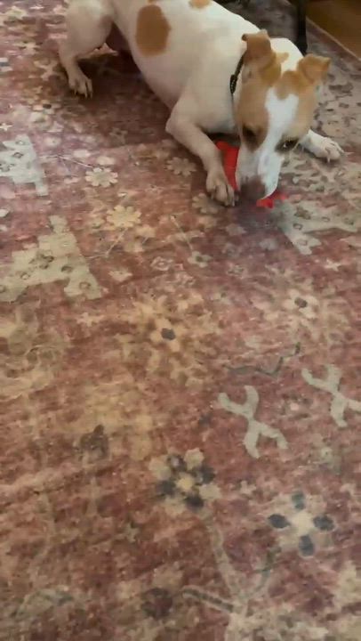 Enlarge Zoom, a ADOPTABLE Jack Russell Terrier in Marshall, NC video 5/6